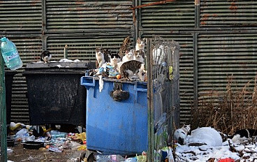 3600 de sterilizări pentru pisicile hoinare ale Bucureștiului si pentru comunitate